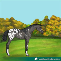 Horse Color:White Spotted Grullo Tobiano Blanket Brindle 