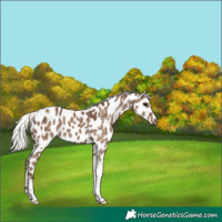 Horse Color:Silver Grullo Tobiano Appaloosa Brindle 