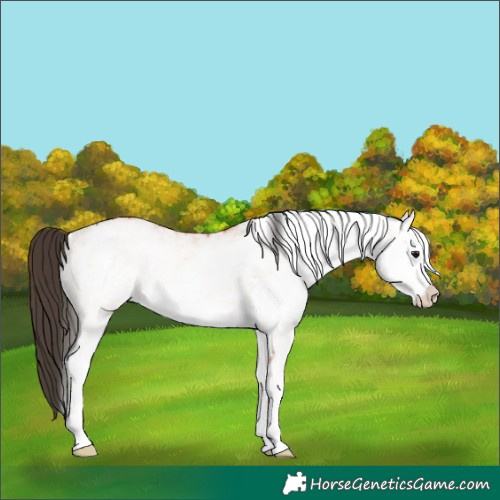 Horse Color:White Spotted Bay 