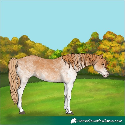 Horse Color:White Spotted Chestnut 