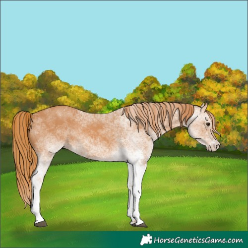 Horse Color:White Spotted Chestnut 