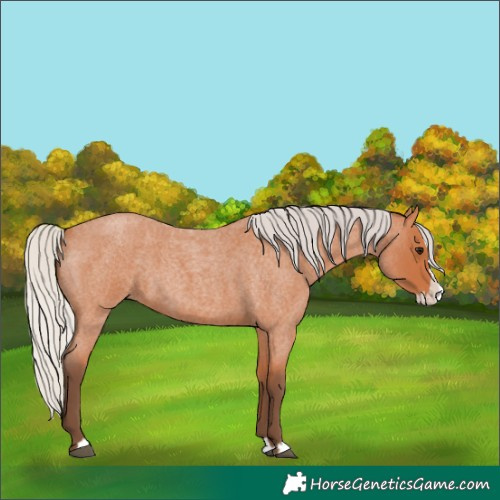 Horse Color:Silver Bay Roan Splash 