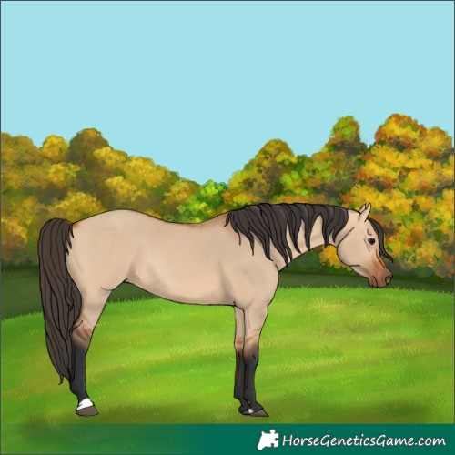 Horse Color:Unknown 