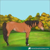 Horse Color:Bay 