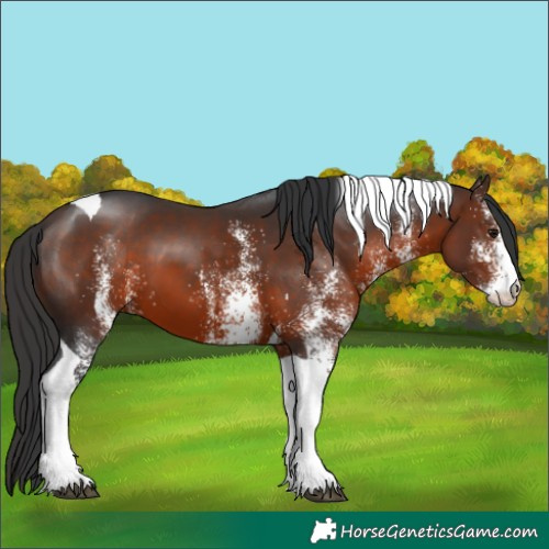 Horse Color:White Spotted Brown Tobiano 