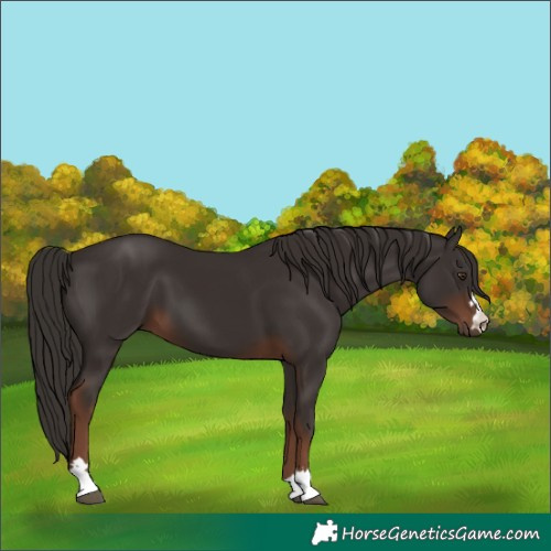Horse Color:Liver Chestnut 
