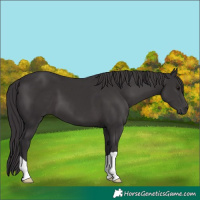 Horse Color:Smoky Black 
