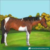 Horse Color:Brown Tobiano 