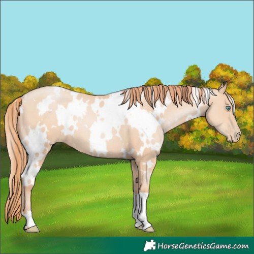 Horse Color:White Spotted Sable Champagne Pearl 