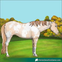 Horse Color:White Spotted Sable Champagne Pearl