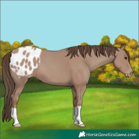 Horse Color:Classic Champagne Appaloosa 