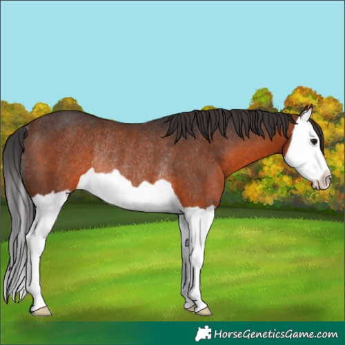 Horse Color:Brown Splash Rabicano 