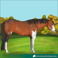 Horse Color:Bay Sabino 