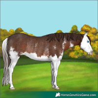 Horse Color:Liver Chestnut Sabino Splash Rabicano 