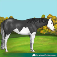 Horse Color:Black Splash
