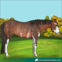 Horse Color:Bay Sabino Rabicano
