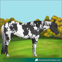 Horse Color:White Spotted Black