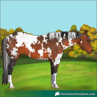 Horse Color:White Spotted Brown 