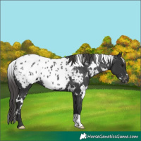 Horse Color:White Spotted Black Appaloosa 