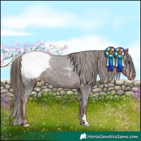 Horse Color:Liver Chestnut Appaloosa 