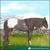 Horse Color:Liver Chestnut Appaloosa 