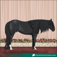 Horse Color:Black 
