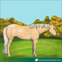 Horse Color:Palomino