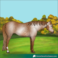 Horse Color:Gray Chestnut 