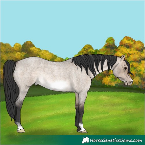 Horse Color:Brown Roan Dun Frame Rabicano 
