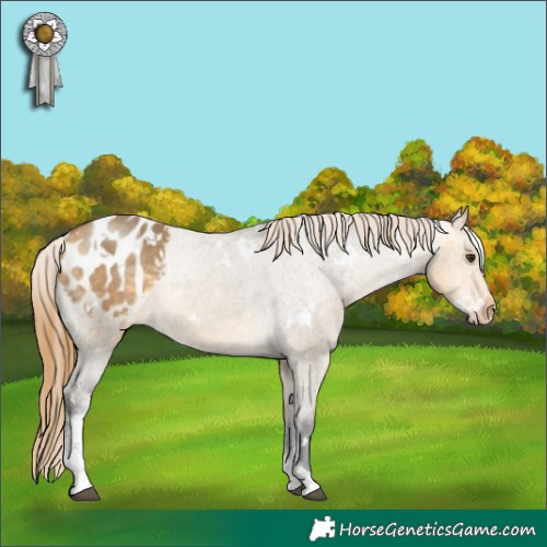 Horse Color:White Spotted Buckskin Dun Sabino Appaloosa Rabicano 