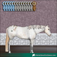 Horse Color:White Spotted Buckskin Dun Sabino Appaloosa Rabicano 