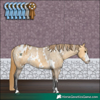 Horse Color:White Spotted Buckskin Dun Sabino Appaloosa Rabicano 