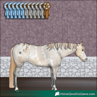 Horse Color:White Spotted Buckskin Dun Sabino Appaloosa Rabicano