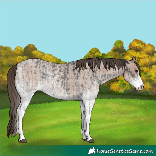 Horse Color:White Spotted Blue Roan Rabicano and White Spotted Classic Champagne Roan Rabicano