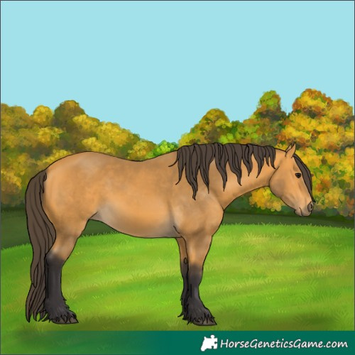 Horse Color:Buckskin