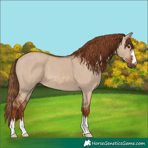 Horse Color:Red Dun 