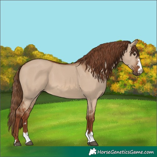 Horse Color:Red Dun