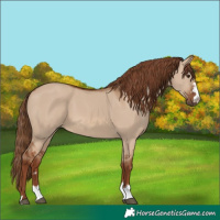 Horse Color:Red Dun