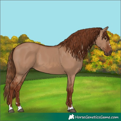 Horse Color:Red Dun 