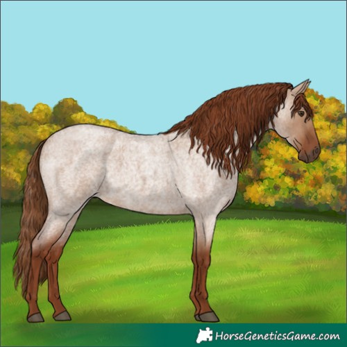 Horse Color:Red Dun Roan 