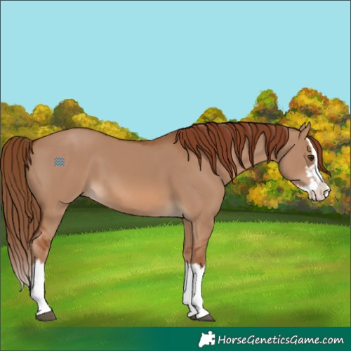 Horse Color:Red Dun Splash 