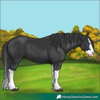 Horse Color:Black Splash 