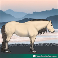 Horse Color:Buckskin 
