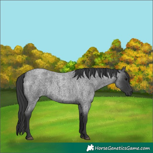 Horse Color:Blue Roan