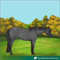 Horse Color:Blue Roan 