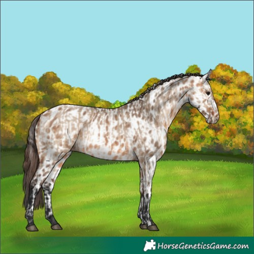 Horse Color:Bay Dun  and Bay Dun Appaloosa 
