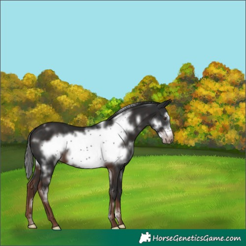 Horse Color:White Spotted Liver Chestnut Frame 