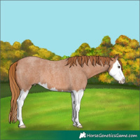 Horse Color:Red Roan Splash