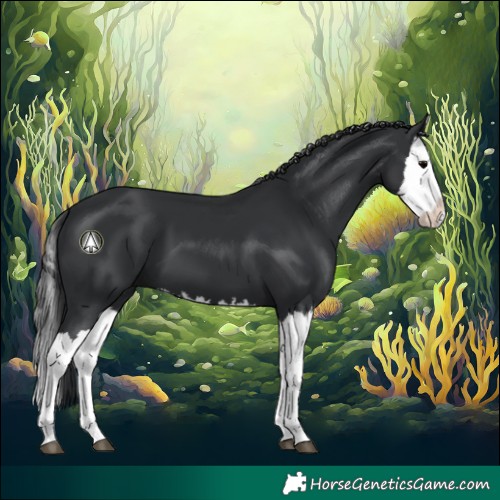 Horse Color:Black Splash