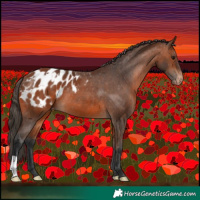 Horse Color:Bay Appaloosa and Bay Appaloosa